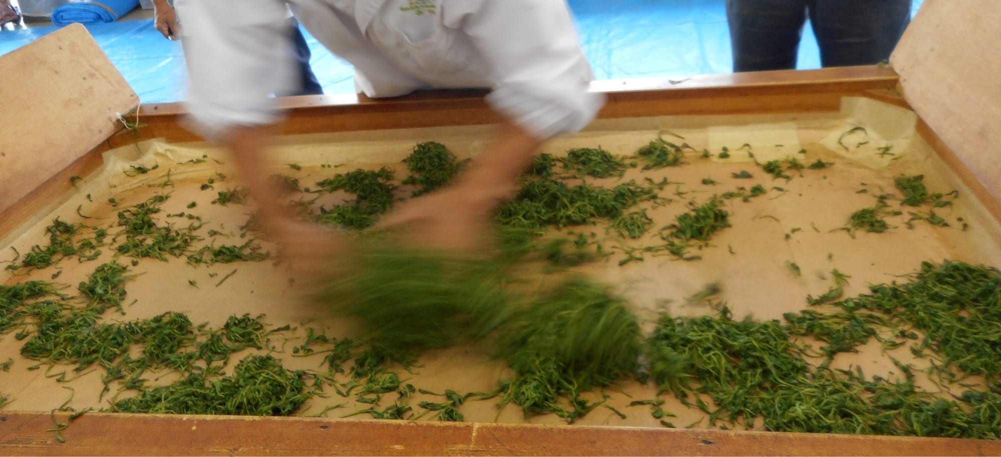 菰をかけた茶園で一番茶を手摘みする様子