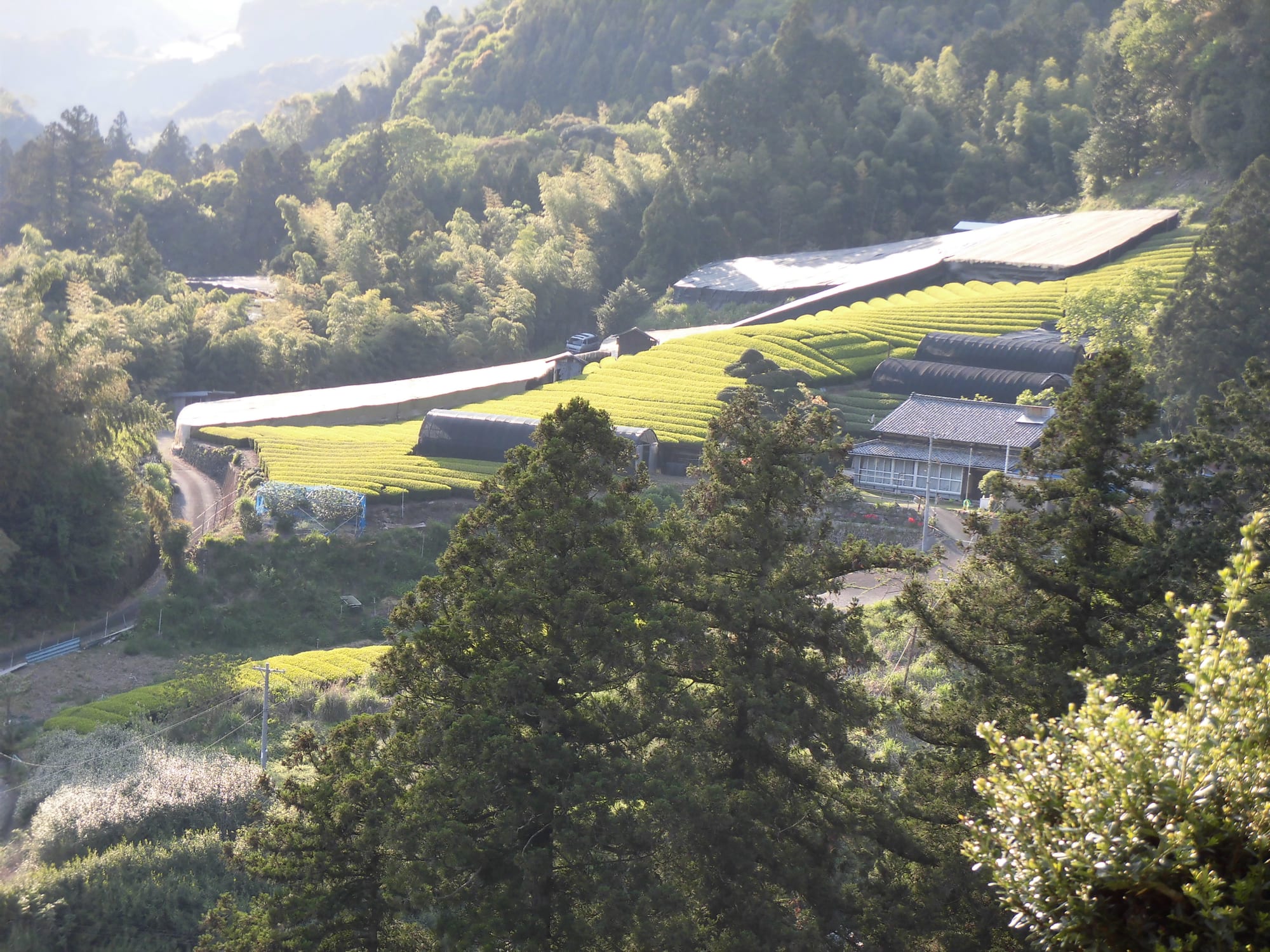 茶畑の風景